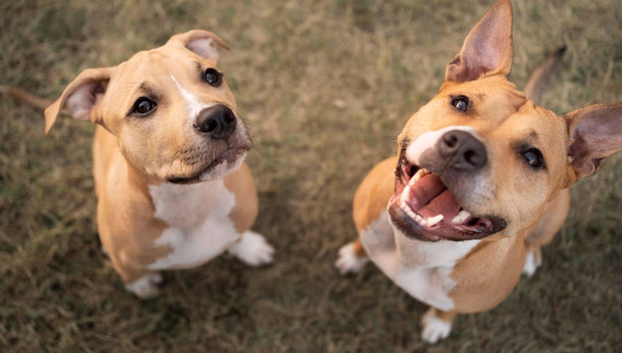 Continua en marzo el cronograma de castraciones en barrios de la ciudad
