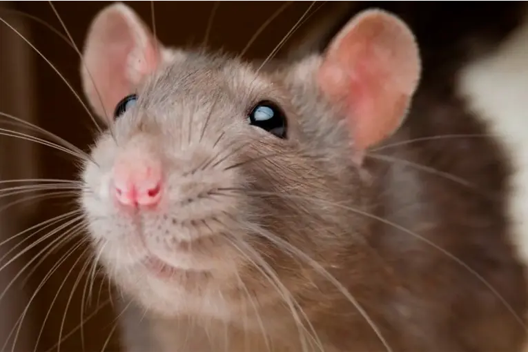 Preocupa la presencia de ratas en Paraná y alertan sobre riesgos por hantavirus y leptospirosis